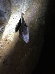 Rhinolophus hipposideros