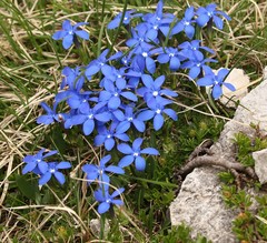 Gentiana brachyphylla