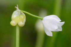 Allium paradoxum, photograph (c) Fyodor Pudovikov, some rights reserved (CC BY)