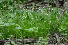 Allium paradoxum, photograph (c) Fyodor Pudovikov, some rights reserved (CC BY)