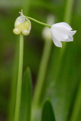 Allium paradoxum, photograph (c) Fyodor Pudovikov, some rights reserved (CC BY)