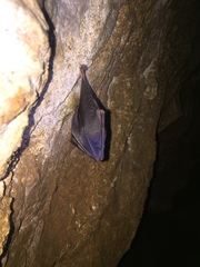 Rhinolophus hipposideros