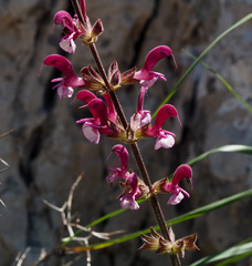 Salvia hierosolymitana hierosolymitana