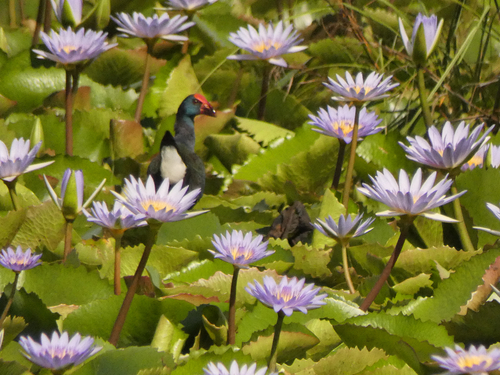 iNaturalist: (c) t_lami, some rights reserved (CC BY-NC) iNaturalist image