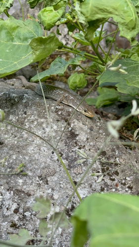 iNaturalist observation photo of Northern Alligator Lizard