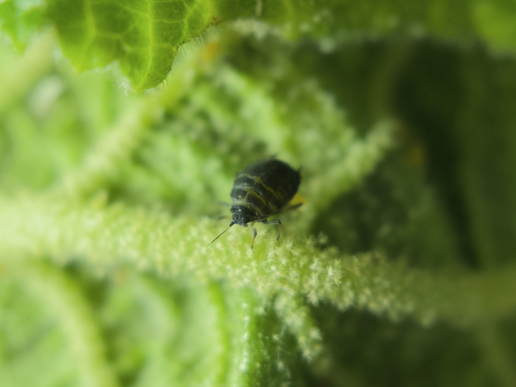 Viburnum-Sedge Aphids