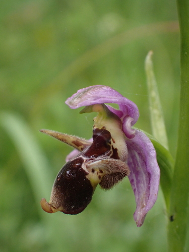 Horned Orchid