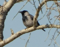 Corvus cornix