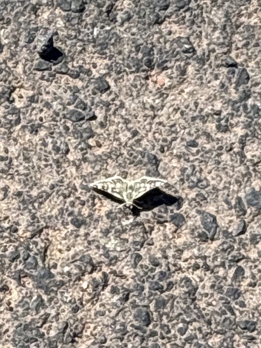 Small Checkered-Skipper