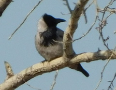 Corvus cornix