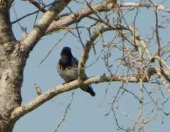 Corvus cornix