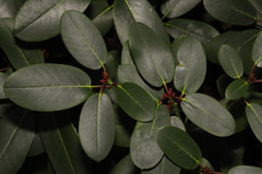 Rhododendron catawbiense