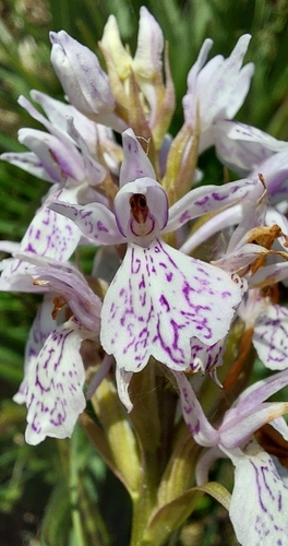 heath spotted orchid