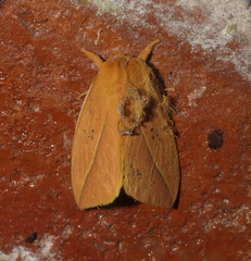 Automeris unifasciatus