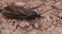 Oligotricha striata