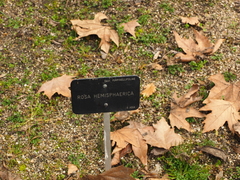 Rosa hemisphaerica