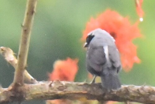 iNaturalist image