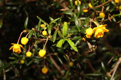 Berberis × stenophylla