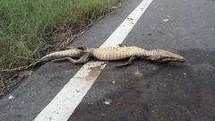 Caiman crocodilus fuscus