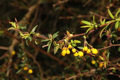 Berberis × stenophylla