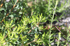 Banksia neoanglica