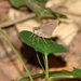 Tigasis arita - Photo (c) lenoreatwood, algunos derechos reservados (CC BY-NC)
