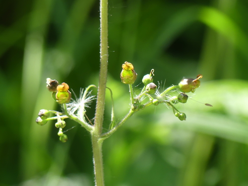 Scrophularia alpestris, photograph 6