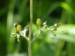 Scrophularia alpestris, photograph (c) DDutrey, some rights reserved (CC BY)