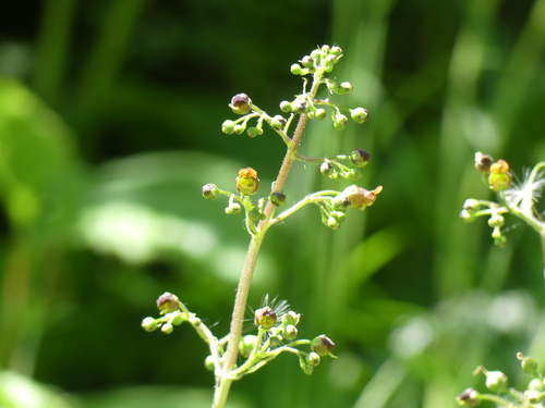 Scrophularia alpestris, photograph 4