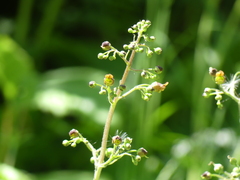 Scrophularia alpestris, photograph (c) DDutrey, some rights reserved (CC BY)