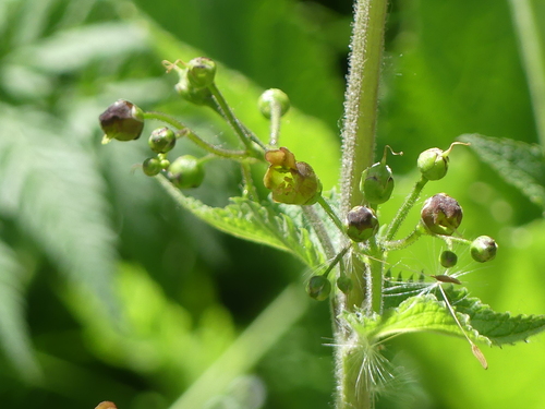 Scrophularia alpestris, photograph 5