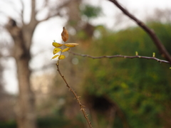 Rosa hemisphaerica