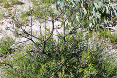 Banksia neoanglica