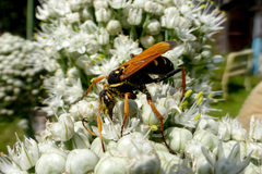 Parabatozonus lacerticida