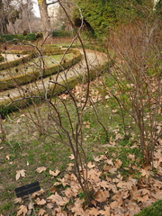 Rosa hemisphaerica