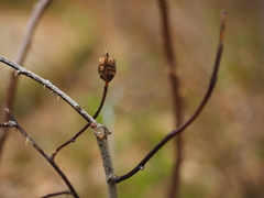 Rosa hemisphaerica