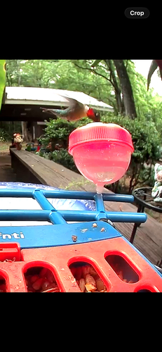 Ruby-throated Hummingbird
