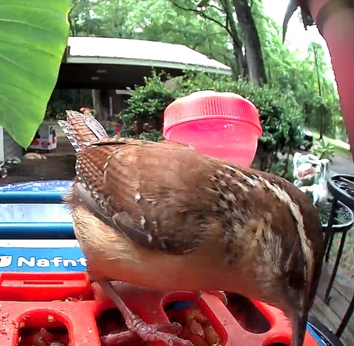Carolina Wren
