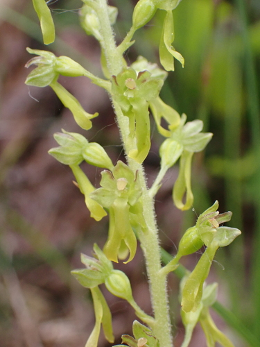 Common Twayblade