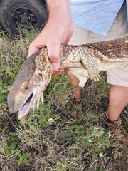 Varanus albigularis