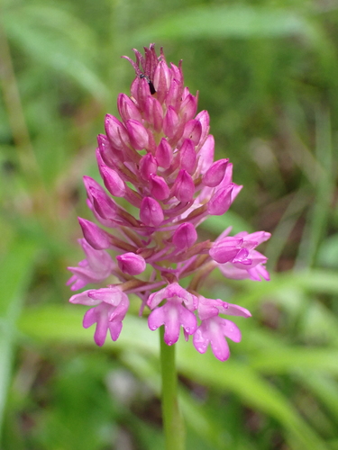 pyramidal orchid
