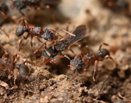Rimose Fungus-farming Ant