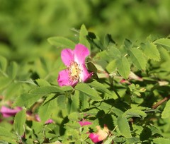 Rosa pendulina