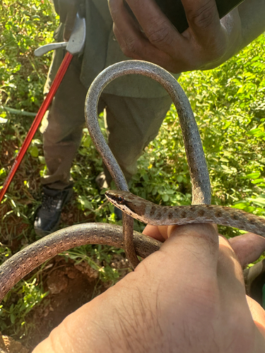 Link-marked Sand Snake