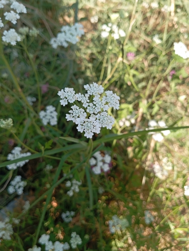 common hedge parsley