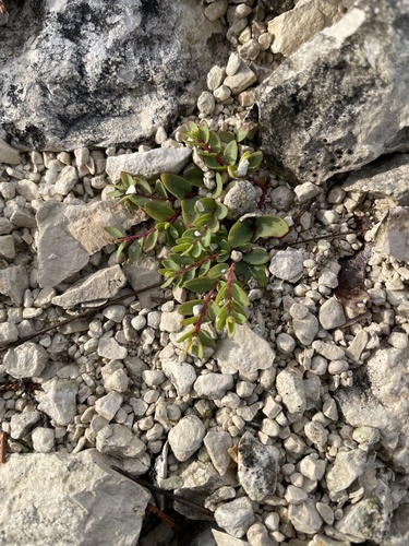 Pedilanthus retusus Benth.