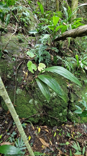 Eulophia pulchra observed 2026-05-27