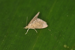 Glaphyria spinacrista