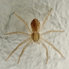 Philodromus dispar
