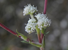 Seseli dichotomum